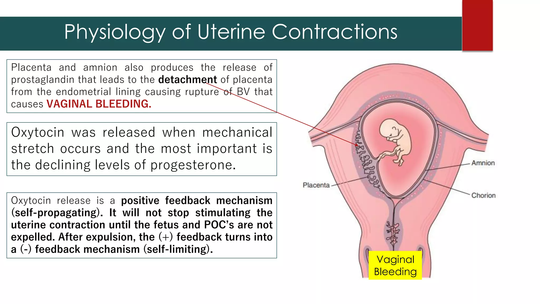 Placenta and amnion also produces the release of
prostaglandin that leads to the detachment of placenta
from the endometrial lining causing rupture of BV that
causes VAGINAL BLEEDING.
Oxytocin release is a positive feedback mechanism
(self-propagating). It will not stop stimulating the
uterine contraction until the fetus and POC’s are not
expelled. After expulsion, the (+) feedback turns into
a (-) feedback mechanism (self-limiting).
Physiology of Uterine Contractions
Oxytocin was released when mechanical
stretch occurs and the most important is
the declining levels of progesterone.
Vaginal
Bleeding
 