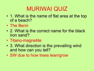 MURIWAI QUIZ 1. What is the name of flat area at the top of a beach?  The Berm 2. What is the correct name for the black iron sand? Titano-magnetite 3. What direction is the prevailing wind and how can you tell? SW due to how trees lean/grow 