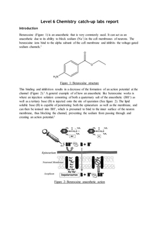 Level 6 Chemistry catch-up labs report
Introduction
Benzocaine (Figure 1) is an anaesthetic that is very commonly used. It can act as an
anaesthetic due to its ability to block sodium (Na+) in the cell membranes of neurons. The
benzocaine ions bind to the alpha subunit of the cell membrane and inhibits the voltage-gated
sodium channels.1
Figure 1: Benzocaine structure
This binding and inhibition results in a decrease of the formation of an action potential at the
channel (Figure 2).1 A general example of of how an anaesthetic like benzocaine works is
where an injection solution consisting of both a quaternary salt of the anaesthetic (BH+) as
well as a tertiary base (B) is injected onto the site of operation (See figure 2). The lipid
soluble base (B) is capable of penetrating both the epineurium as well as the membrane, and
can then be ionised into BH+, which is presumed to bind to the inner surface of the neuron
membrane, thus blocking the channel, preventing the sodium from passing through and
creating an action potential.1
Figure 2: Benzocaine anaesthetic action
 