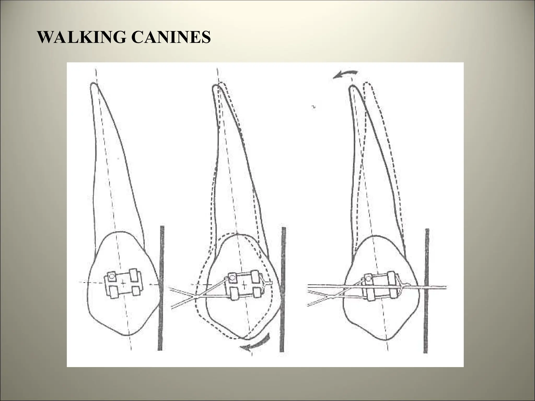WALKING CANINES
 