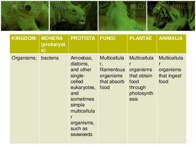 Protista Fungi Plantae Animalia - Info Car Wallpaper