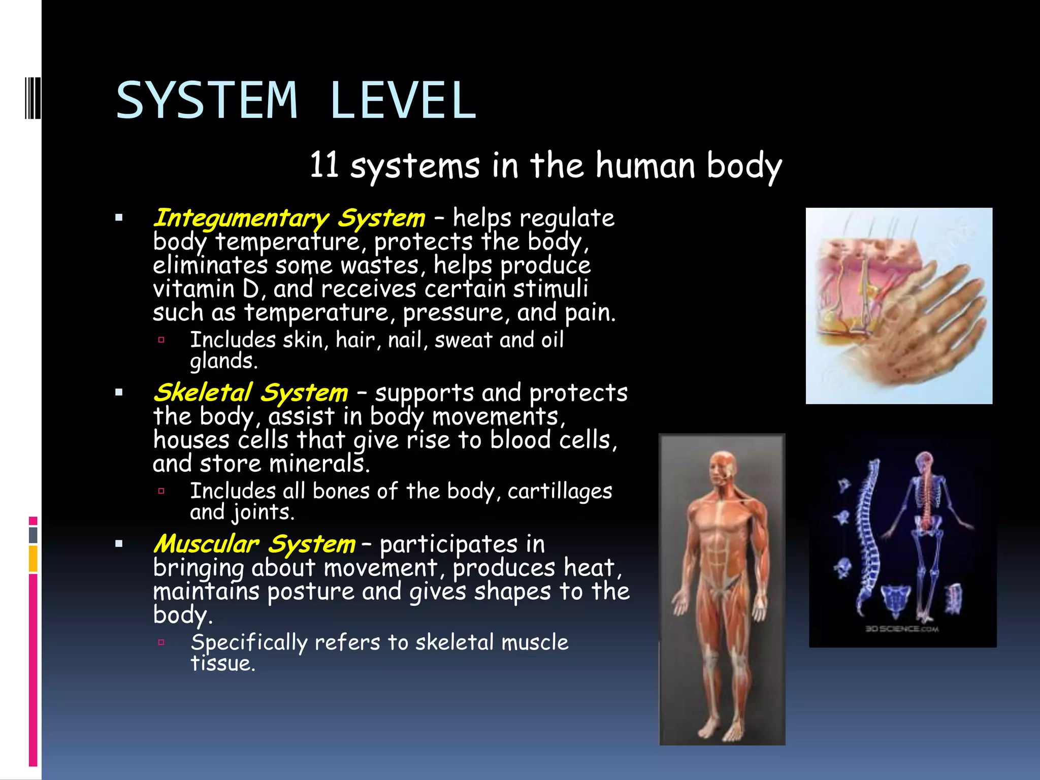 SYSTEM LEVEL
                    11 systems in the human body
   Integumentary System – helps regulate
    body temperature, protects the body,
    eliminates some wastes, helps produce
    vitamin D, and receives certain stimuli
    such as temperature, pressure, and pain.
       Includes skin, hair, nail, sweat and oil
        glands.
   Skeletal System – supports and protects
    the body, assist in body movements,
    houses cells that give rise to blood cells,
    and store minerals.
       Includes all bones of the body, cartillages
        and joints.
   Muscular System – participates in
    bringing about movement, produces heat,
    maintains posture and gives shapes to the
    body.
       Specifically refers to skeletal muscle
        tissue.
 