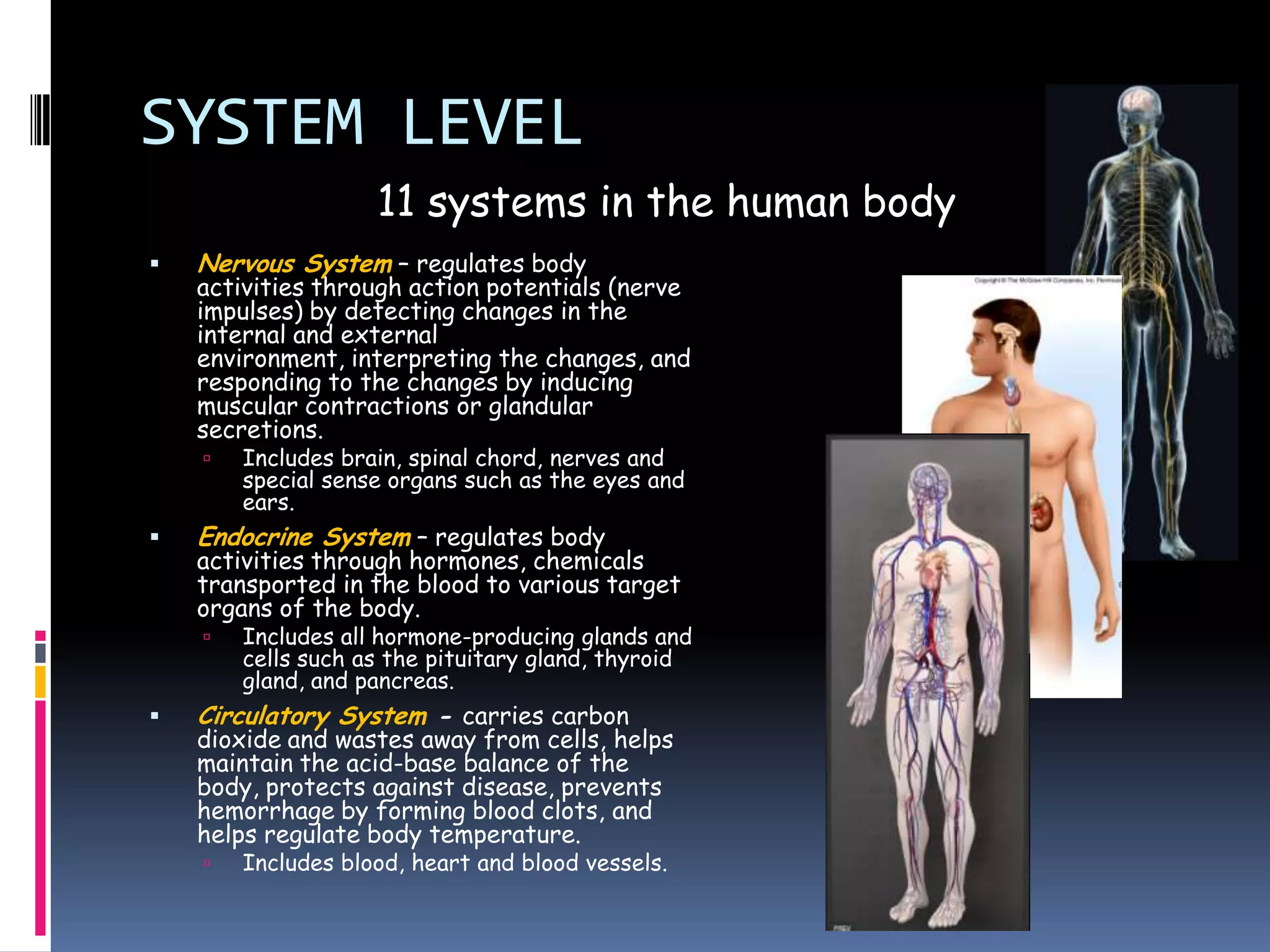 SYSTEM LEVEL
                    11 systems in the human body
   Nervous System – regulates body
    activities through action potentials (nerve
    impulses) by detecting changes in the
    internal and external
    environment, interpreting the changes, and
    responding to the changes by inducing
    muscular contractions or glandular
    secretions.
       Includes brain, spinal chord, nerves and
        special sense organs such as the eyes and
        ears.
   Endocrine System – regulates body
    activities through hormones, chemicals
    transported in the blood to various target
    organs of the body.
       Includes all hormone-producing glands and
        cells such as the pituitary gland, thyroid
        gland, and pancreas.
   Circulatory System - carries carbon
    dioxide and wastes away from cells, helps
    maintain the acid-base balance of the
    body, protects against disease, prevents
    hemorrhage by forming blood clots, and
    helps regulate body temperature.
       Includes blood, heart and blood vessels.
 