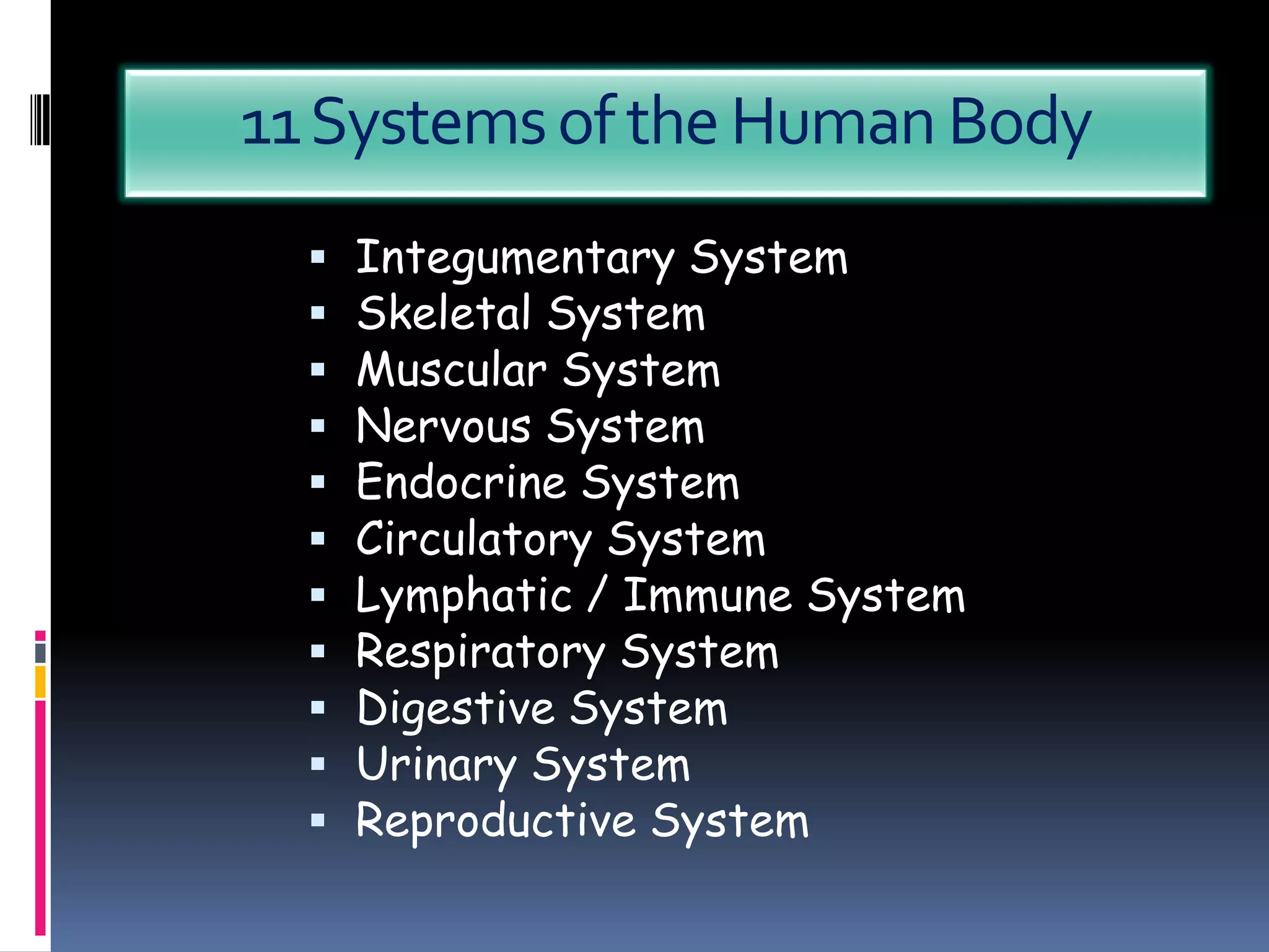 11 Systems of the Human Body
     Integumentary System
     Skeletal System
     Muscular System
     Nervous System
     Endocrine System
     Circulatory System
     Lymphatic / Immune System
     Respiratory System
     Digestive System
     Urinary System
     Reproductive System
 