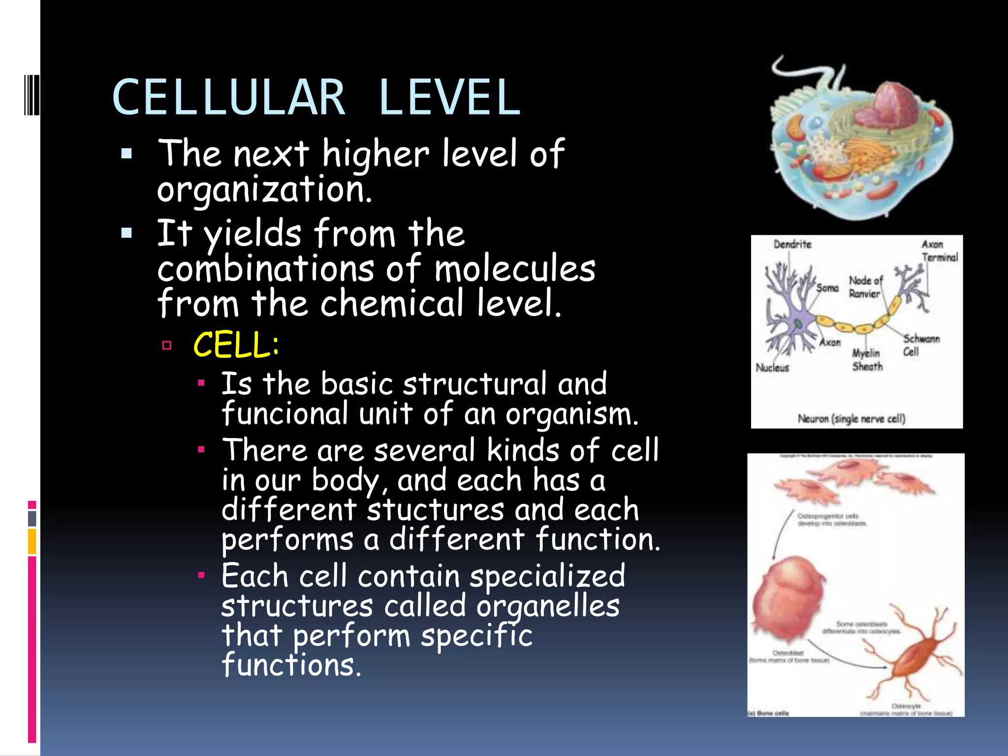 CELLULAR LEVEL
 The next higher level of
  organization.
 It yields from the
  combinations of molecules
  from the chemical level.
   CELL:
     Is the basic structural and
      funcional unit of an organism.
     There are several kinds of cell
      in our body, and each has a
      different stuctures and each
      performs a different function.
     Each cell contain specialized
      structures called organelles
      that perform specific
      functions.
 