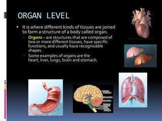 ORGAN LEVEL
 It is where different kinds of tissues are joined
   to form a structure of a body called organ.
    Organs – are structures that are composed of
     two or more different tissues, have specific
     functions, and usually have recognizable
     shapes.
    Some examples of organs are the
     heart, liver, lungs, brain and stomach.
 