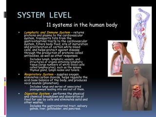 SYSTEM LEVEL
                    11 systems in the human body
   Lymphatic and Immune System – returns
    proteins and plasma to the cardiovascular
    system, transports fats from the
    gastrointestinal tracts to the cardiovascular
    system, filters body fluid, site of maturation
    and proliferation of certain white blood
    cells, and helps protect against disease
    through the production of proteins called
    antibodies, as well as other responses.
       Includes lymph, lymphatic vessels, and
        structures or organs ontaining lymphatic
        tissue (large numbers of white blood cells
        called lymphocytes), such as the spleen,
        thymus gland, lymph nodes and tonsils.
   Respiratory System – supplies oxygen,
    eliminates carbon dioxide, helps regulate the
    acid-base balance of the body, and produces
    vocal sounds (phonation).
       Includes lungs and series of associated
        passageways leading into and out of them.
   Digestive System – performs the physical
    and chemical breakdown and absorption of
    food for use by cells and eliminates solid and
    other wastes.
       Includes the gastrointestinal tract, salivary
        galnds, liver, gallbladder, and pancreas.
 