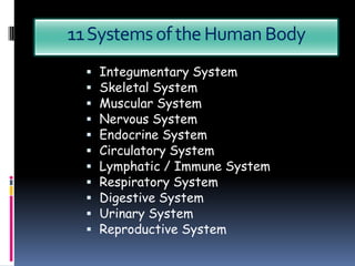 11 Systems of the Human Body
     Integumentary System
     Skeletal System
     Muscular System
     Nervous System
     Endocrine System
     Circulatory System
     Lymphatic / Immune System
     Respiratory System
     Digestive System
     Urinary System
     Reproductive System
 