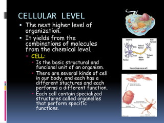 CELLULAR LEVEL
 The next higher level of
  organization.
 It yields from the
  combinations of molecules
  from the chemical level.
   CELL:
     Is the basic structural and
      funcional unit of an organism.
     There are several kinds of cell
      in our body, and each has a
      different stuctures and each
      performs a different function.
     Each cell contain specialized
      structures called organelles
      that perform specific
      functions.
 