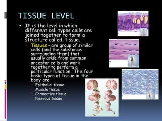 TISSUE LEVEL
 It is the level in which
  different cell types cells are
  joined together to form a
  structure called, tissue.
    Tissues – are group of similar
     cells (and the substance
     surrounding them) that
     usually arise from common
     ancestor cells and work
     together to perform a
     particular function. The four
     basic types of tissue in the
     body are:
        Epithelial tissue
        Muscle tissue
        Connective tissue
        Nervous tissue
 