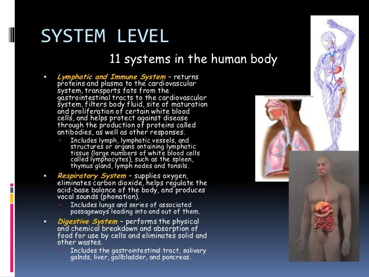 Level of structural organization