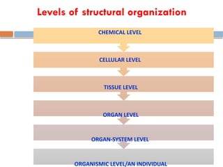 Comprehensive Overview of Human Body's Structural Organization Levels ...