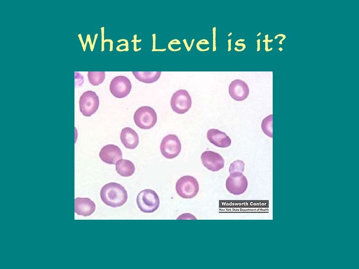 Levels of Organization Review