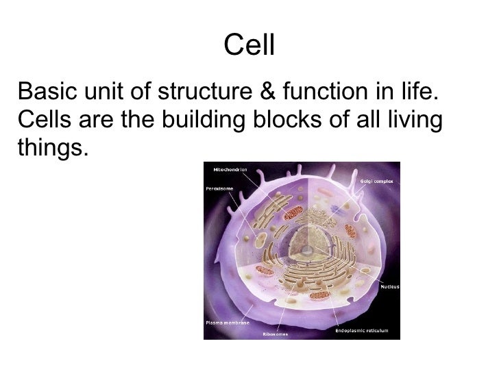 Levels Of Organization Version 2 For Vocab