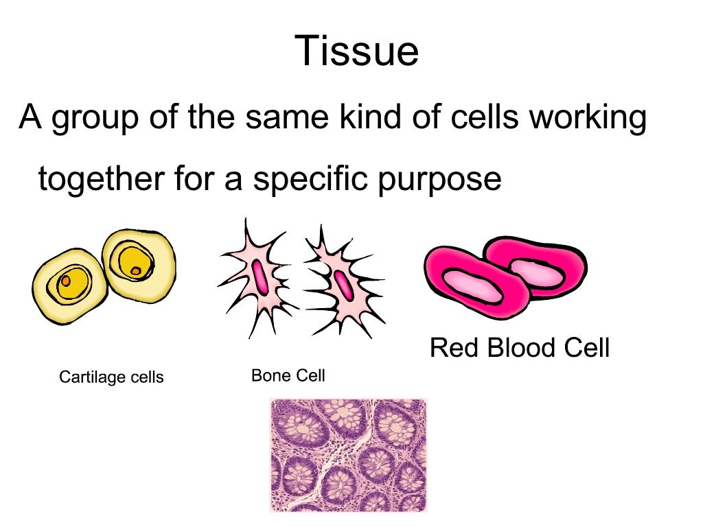 Levels Of Organization Version 2 For Vocab
