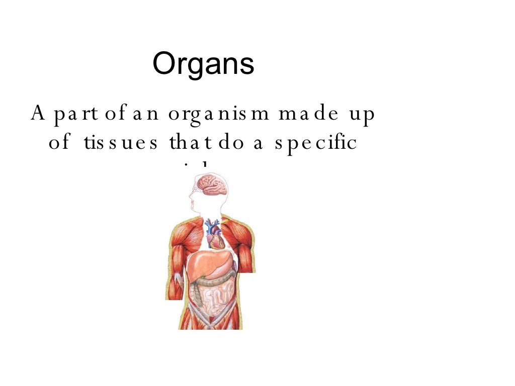 Levels Of Organization Version 2 For Vocab