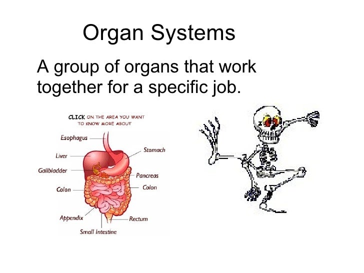 Levels Of Organization Version 2 For Vocab