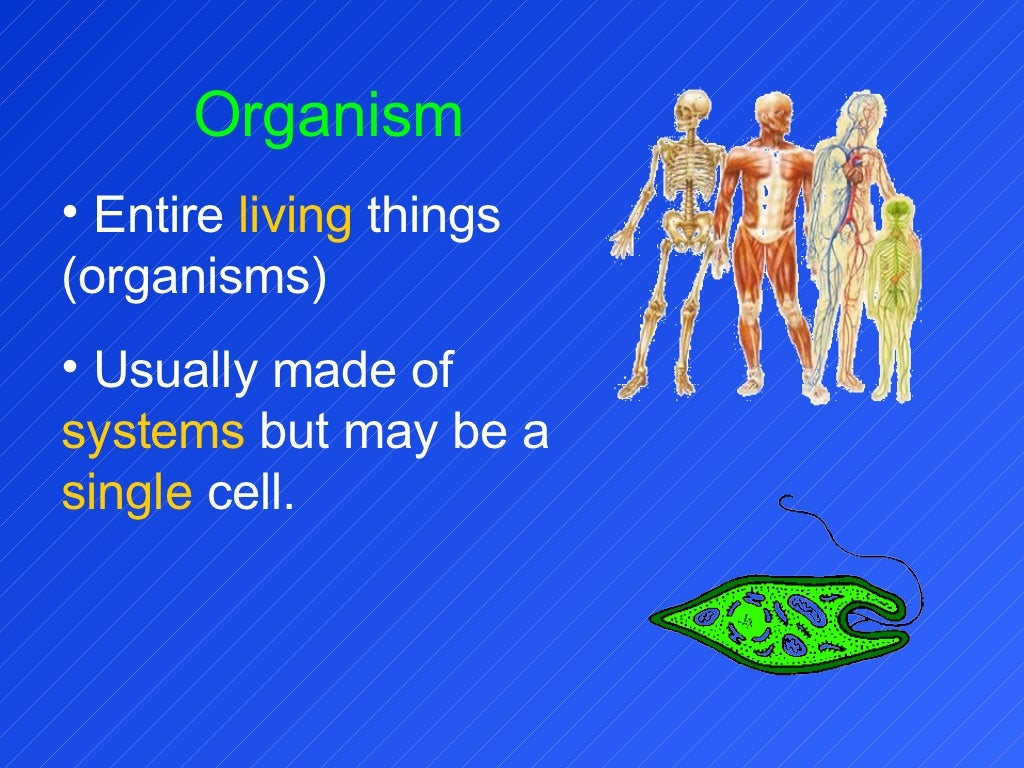 Levels Of Organization