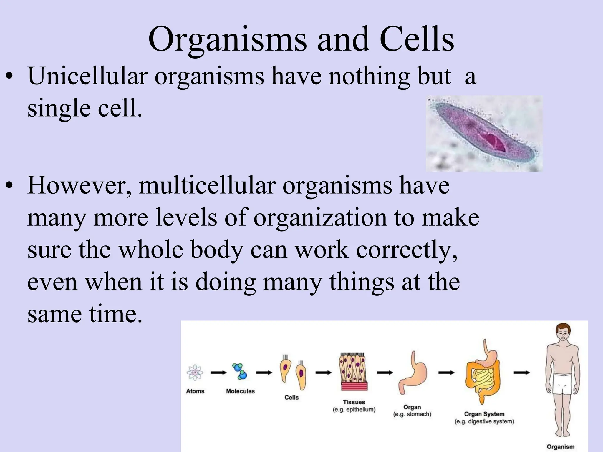 Organisms and Cells
• Unicellular organisms have nothing but a
single cell.
• However, multicellular organisms have
many more levels of organization to make
sure the whole body can work correctly,
even when it is doing many things at the
same time.
 