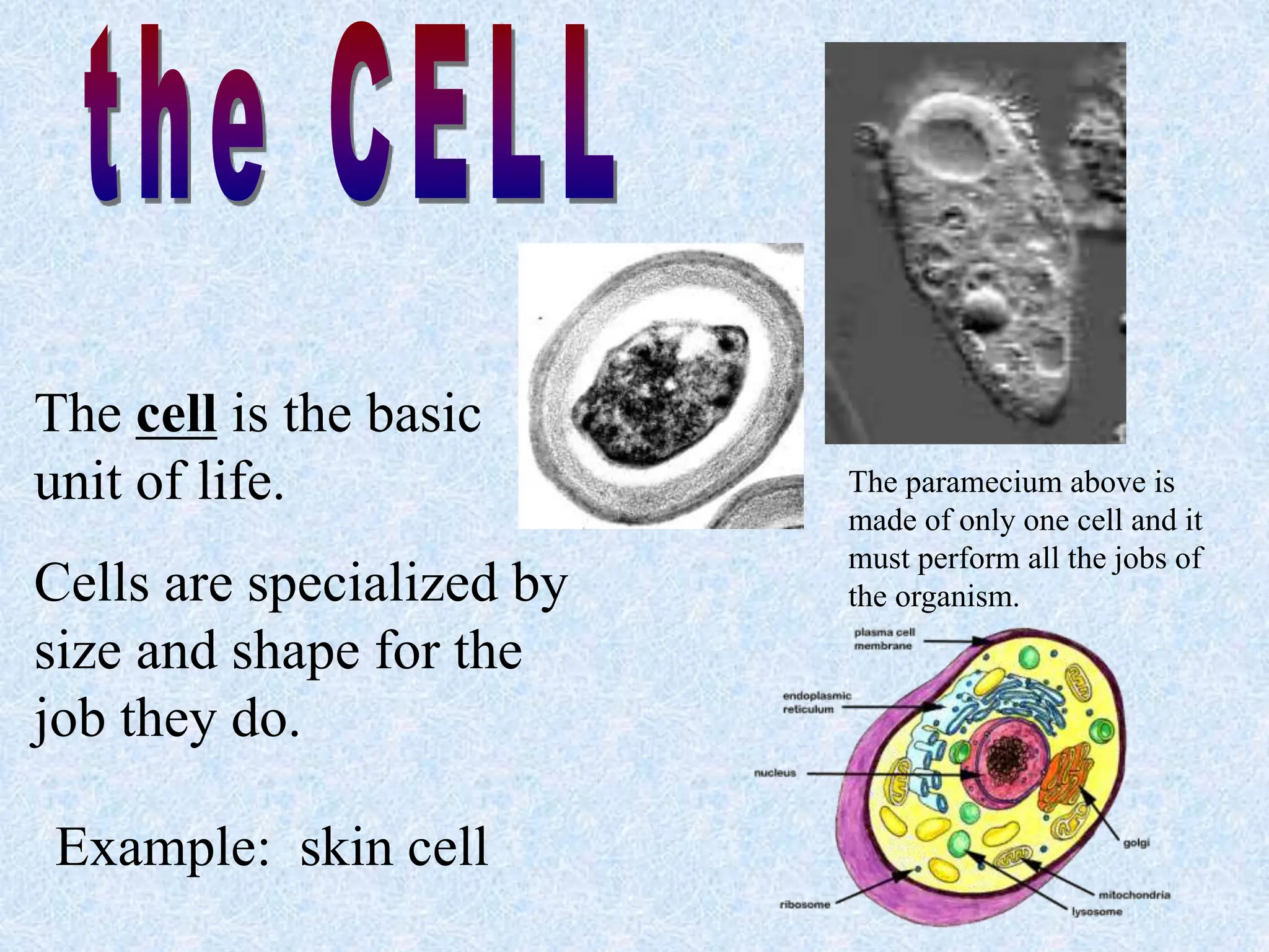 The cell is the basic
unit of life.
Cells are specialized by
size and shape for the
job they do.
The paramecium above is
made of only one cell and it
must perform all the jobs of
the organism.
Example: skin cell
 
