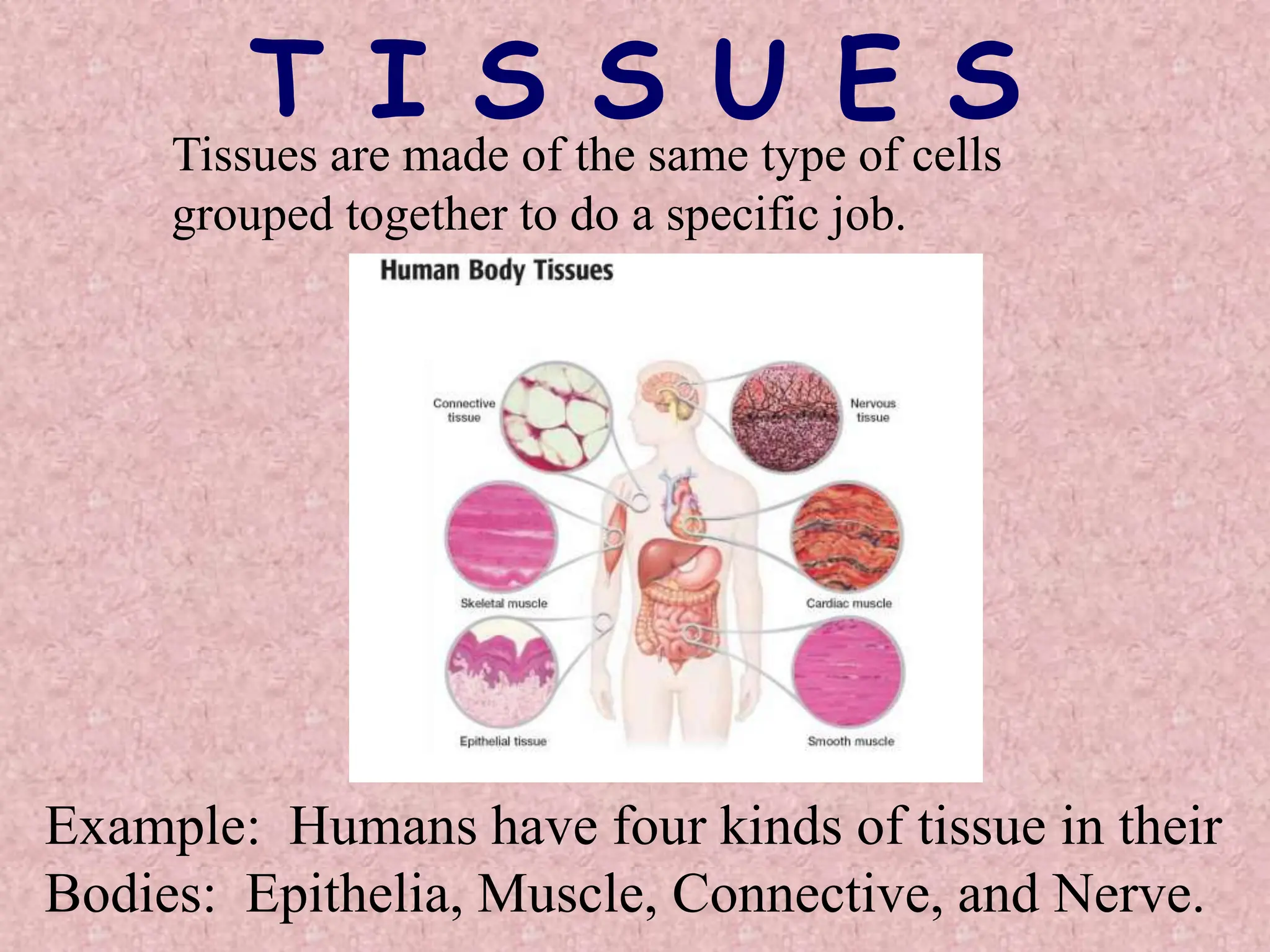 T I S S U E S
Tissues are made of the same type of cells
grouped together to do a specific job.
Example: Humans have four kinds of tissue in their
Bodies: Epithelia, Muscle, Connective, and Nerve.
 