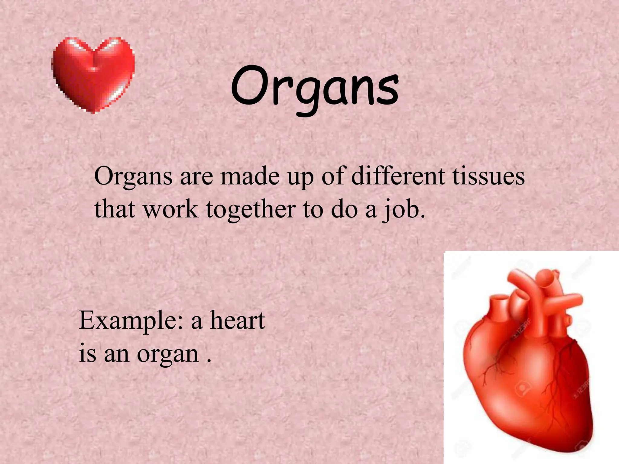 Organs
Organs are made up of different tissues
that work together to do a job.
Example: a heart
is an organ .
 