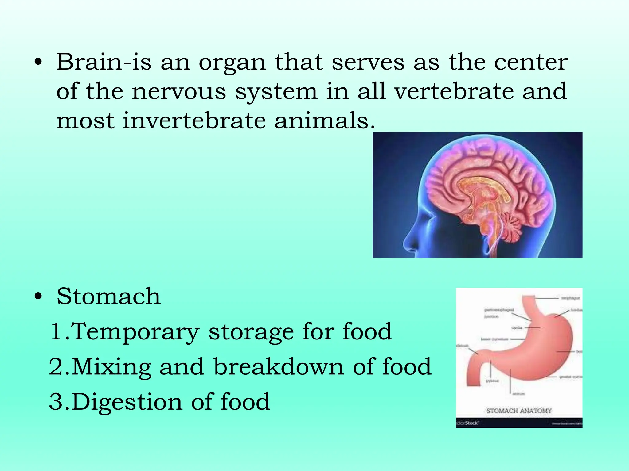 • Brain-is an organ that serves as the center
of the nervous system in all vertebrate and
most invertebrate animals.
• Stomach
1.Temporary storage for food
2.Mixing and breakdown of food
3.Digestion of food
 