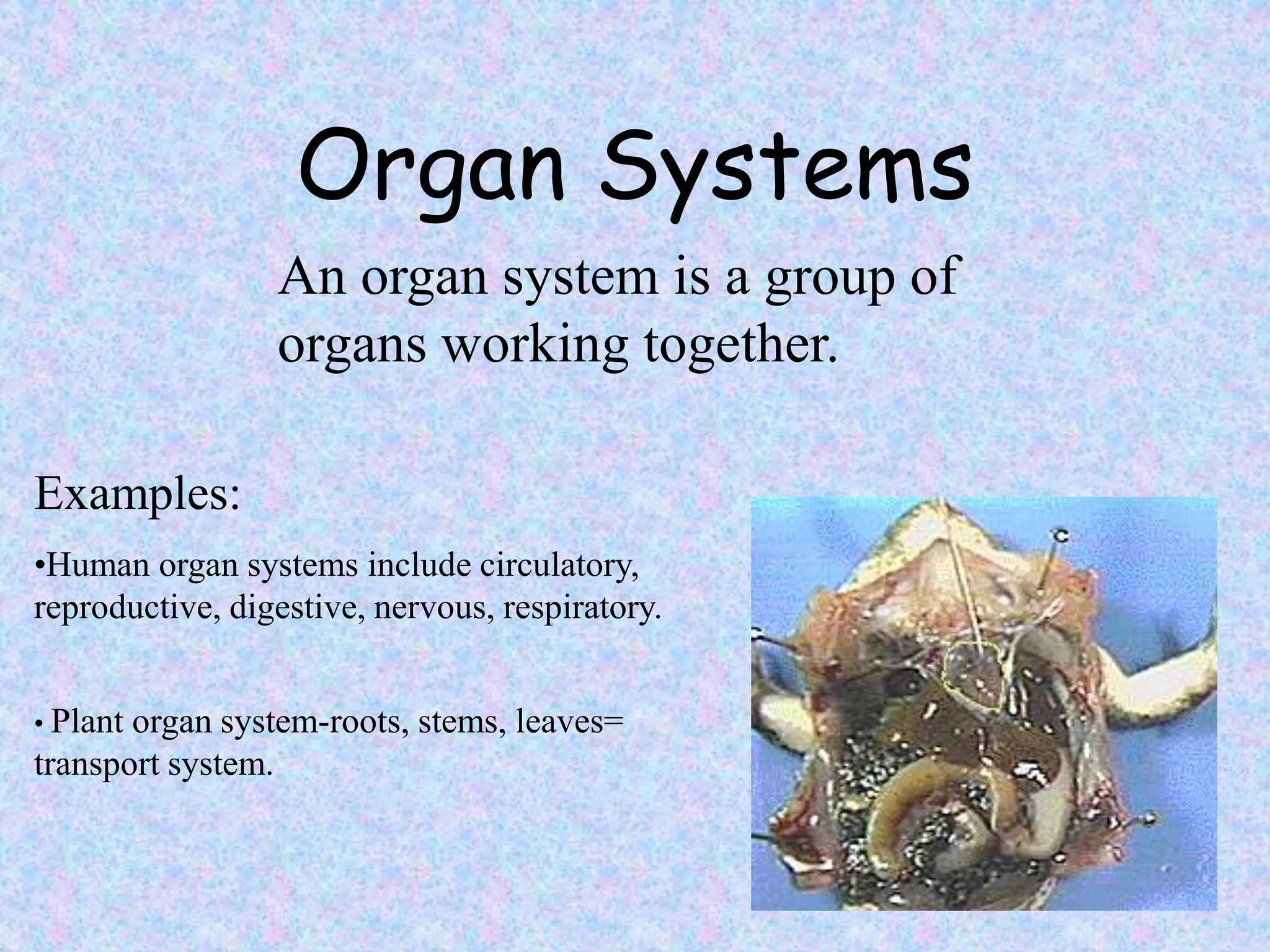 Organ Systems
An organ system is a group of
organs working together.
Examples:
•Human organ systems include circulatory,
reproductive, digestive, nervous, respiratory.
• Plant organ system-roots, stems, leaves=
transport system.
 