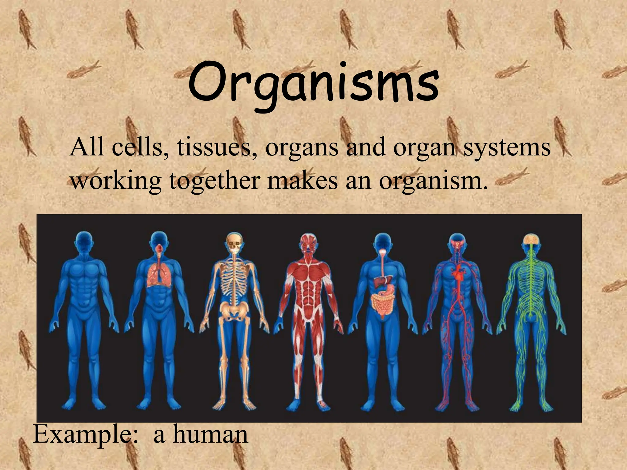 Organisms
All cells, tissues, organs and organ systems
working together makes an organism.
Example: a human
 