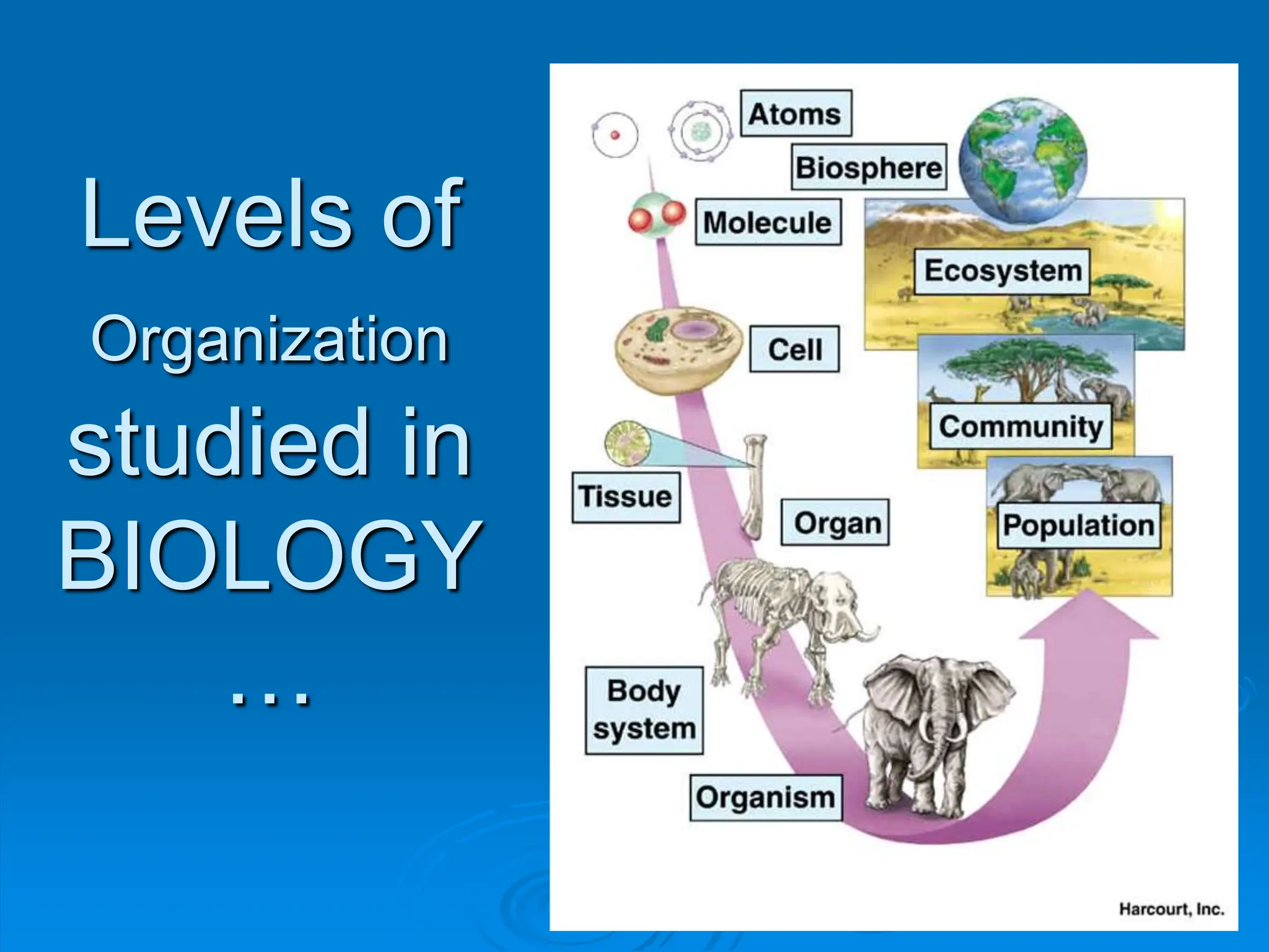 Levels of
Organization
studied in
BIOLOGY
…
 