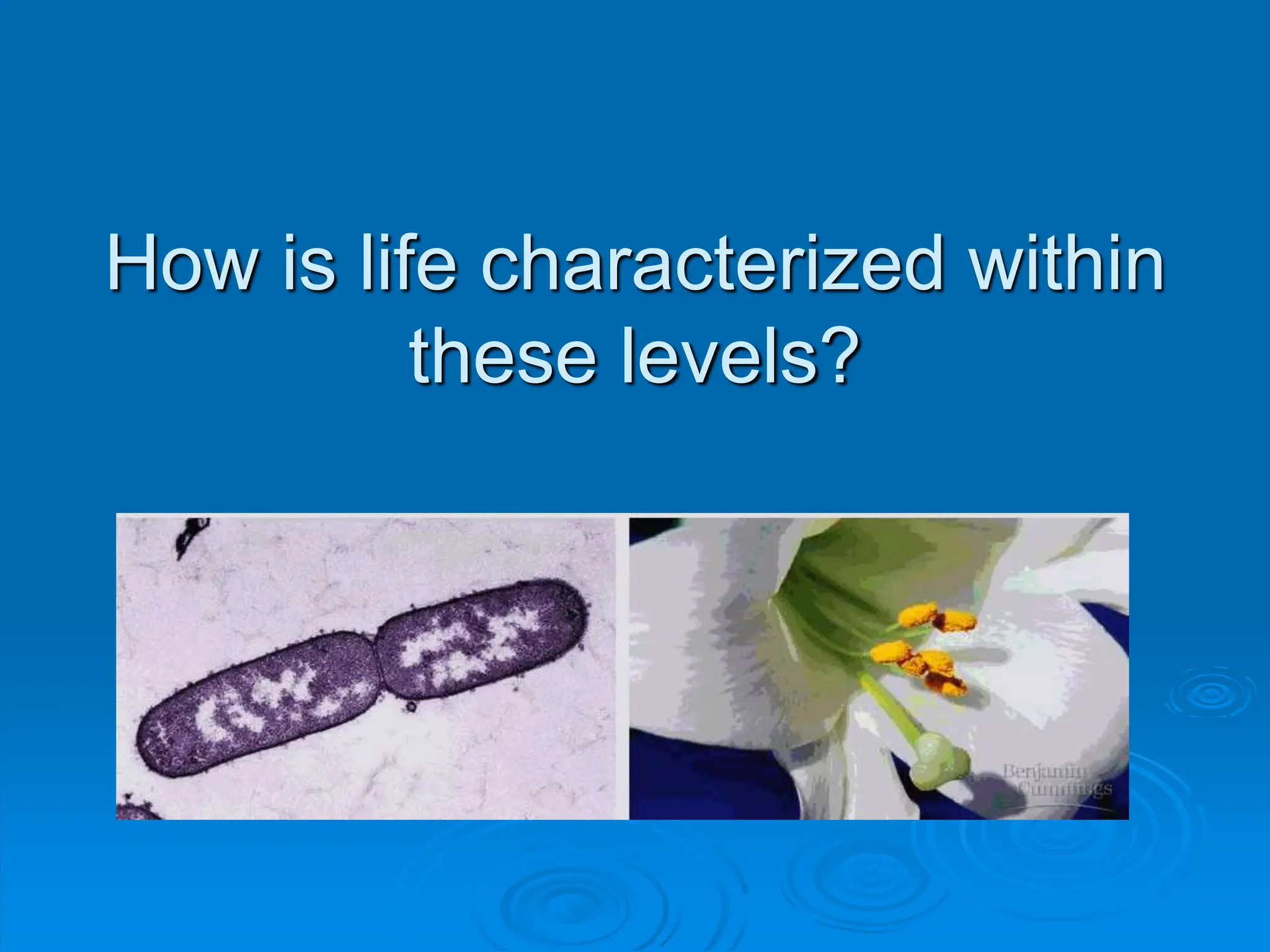 How is life characterized within
these levels?
 