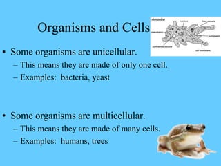 Organisms and Cells
• Some organisms are unicellular.
– This means they are made of only one cell.
– Examples: bacteria, yeast
• Some organisms are multicellular.
– This means they are made of many cells.
– Examples: humans, trees
 