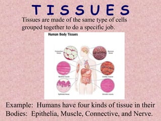 T I S S U E S
Tissues are made of the same type of cells
grouped together to do a specific job.
Example: Humans have four kinds of tissue in their
Bodies: Epithelia, Muscle, Connective, and Nerve.
 