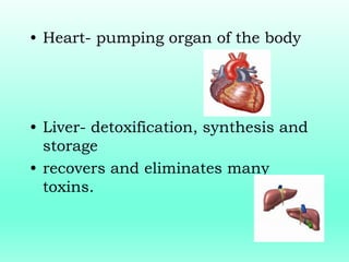 • Heart- pumping organ of the body
• Liver- detoxification, synthesis and
storage
• recovers and eliminates many
toxins.
 