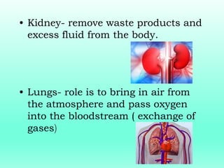 • Kidney- remove waste products and
excess fluid from the body.
• Lungs- role is to bring in air from
the atmosphere and pass oxygen
into the bloodstream ( exchange of
gases)
 