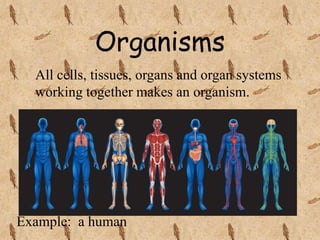 Organisms
All cells, tissues, organs and organ systems
working together makes an organism.
Example: a human
 