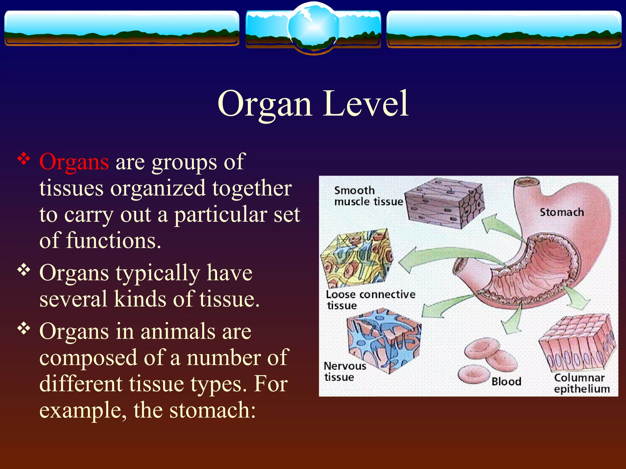 Organ Level
 Organs are groups of
tissues organized together
to carry out a particular set
of functions.
 Organs typically have
several kinds of tissue.
 Organs in animals are
composed of a number of
different tissue types. For
example, the stomach:
 