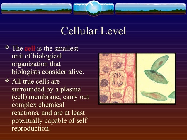 Levels Of Biological Organization Worksheet