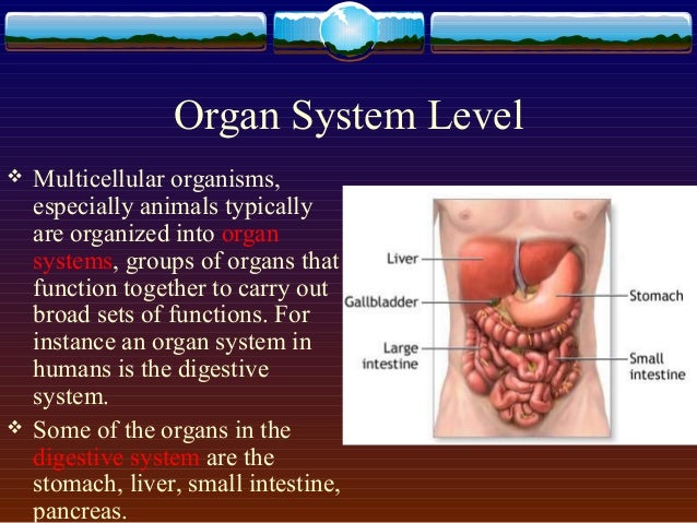 pic Organ System Level Of Biological Organization levels of biological organization