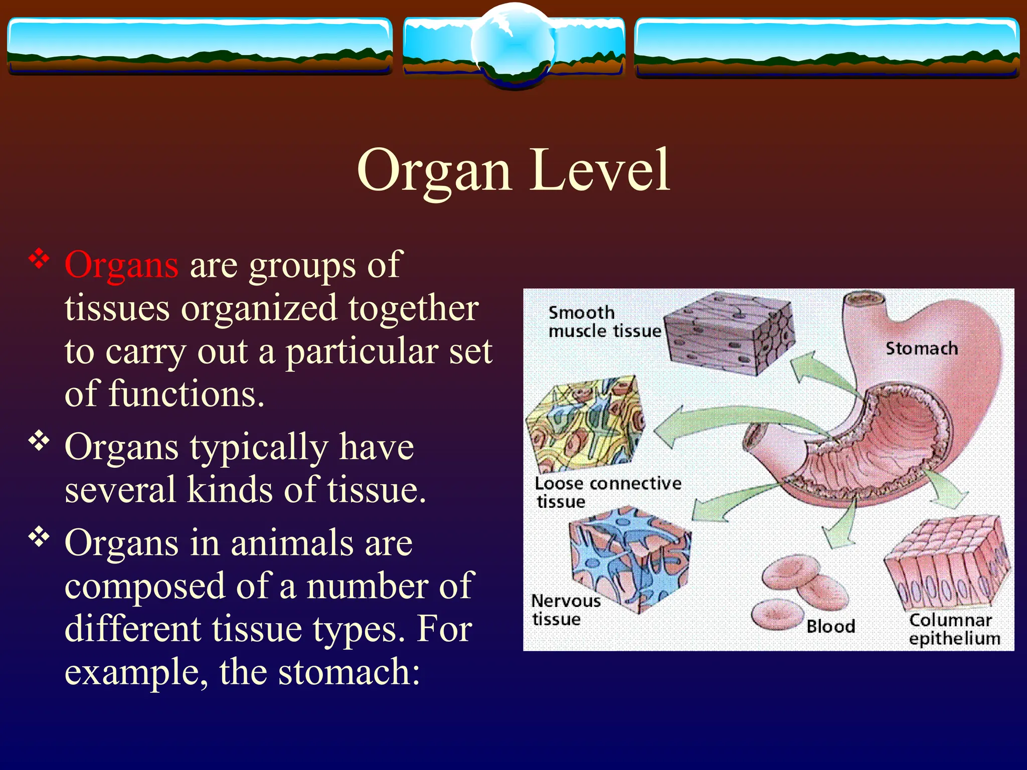 Organ Level
 Organs are groups of
tissues organized together
to carry out a particular set
of functions.
 Organs typically have
several kinds of tissue.
 Organs in animals are
composed of a number of
different tissue types. For
example, the stomach:
 