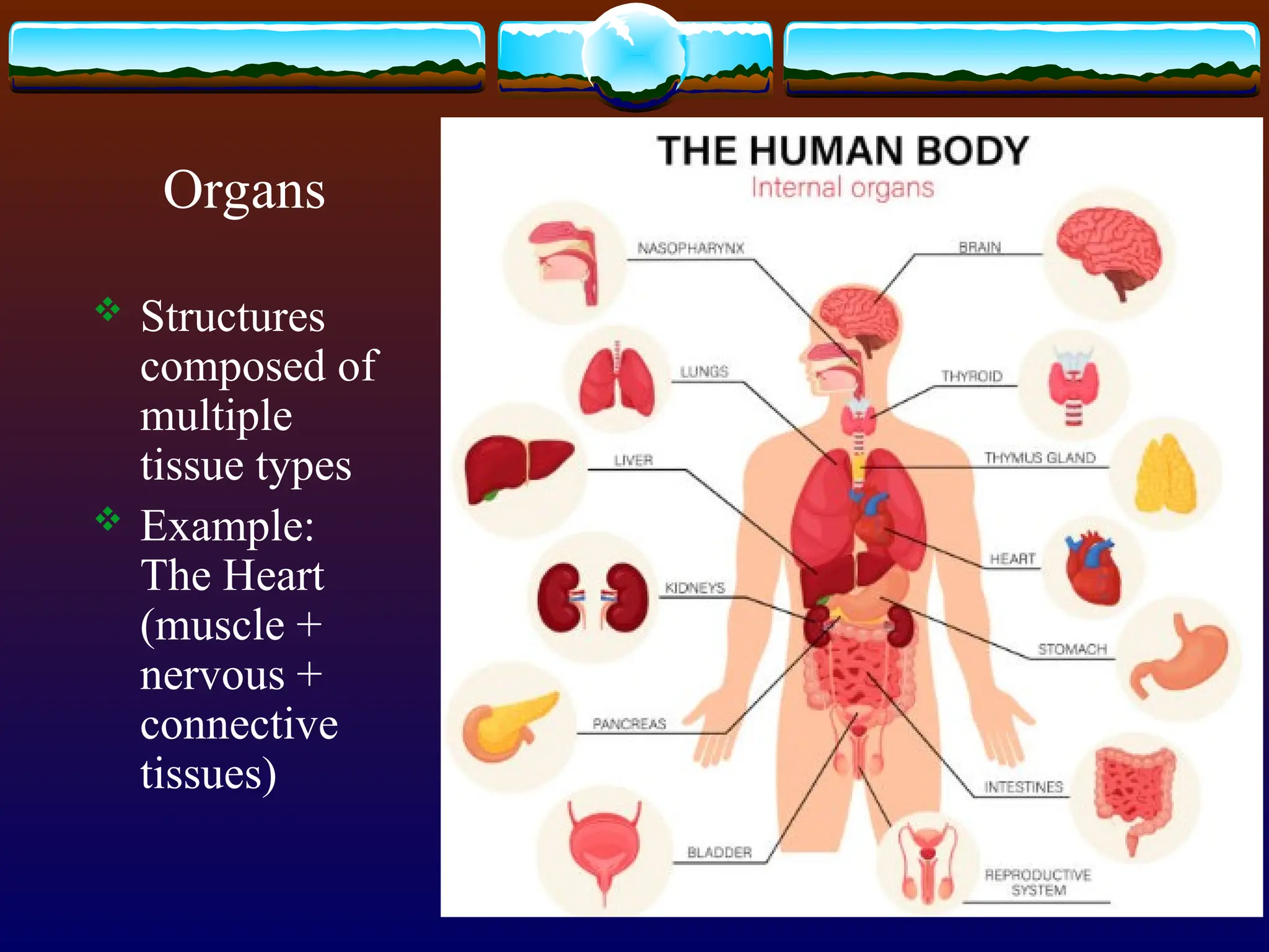 Organs
 Structures
composed of
multiple
tissue types
 Example:
The Heart
(muscle +
nervous +
connective
tissues)
 