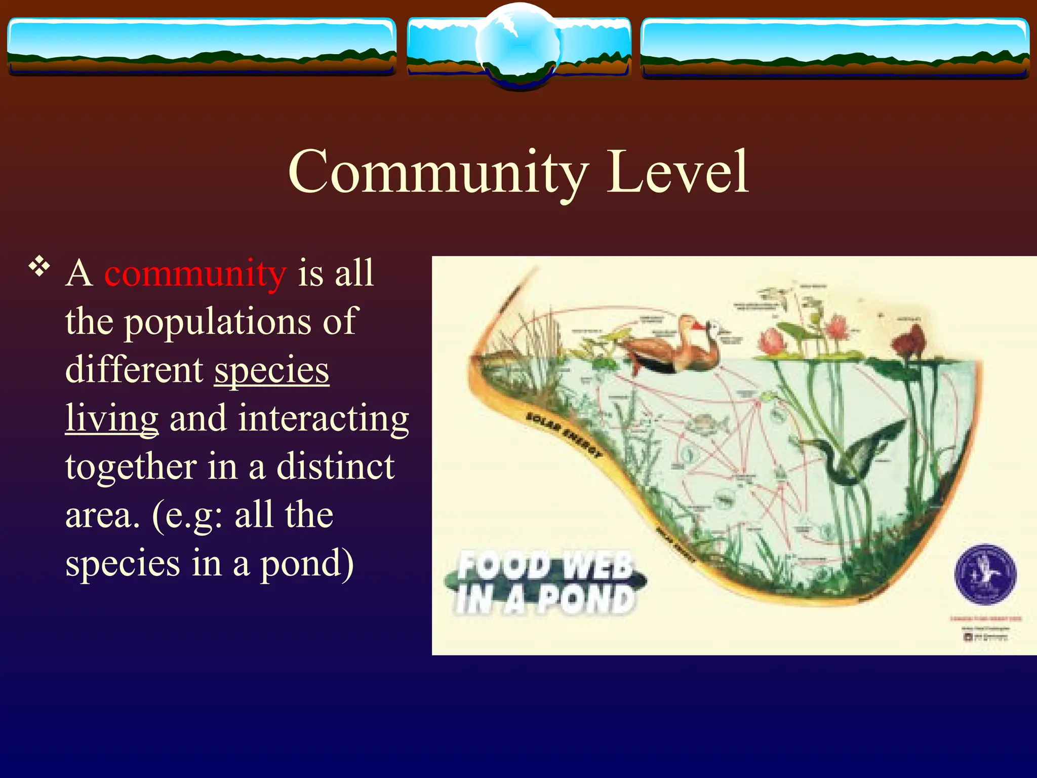 Community Level
 A community is all
the populations of
different species
living and interacting
together in a distinct
area. (e.g: all the
species in a pond)
 
