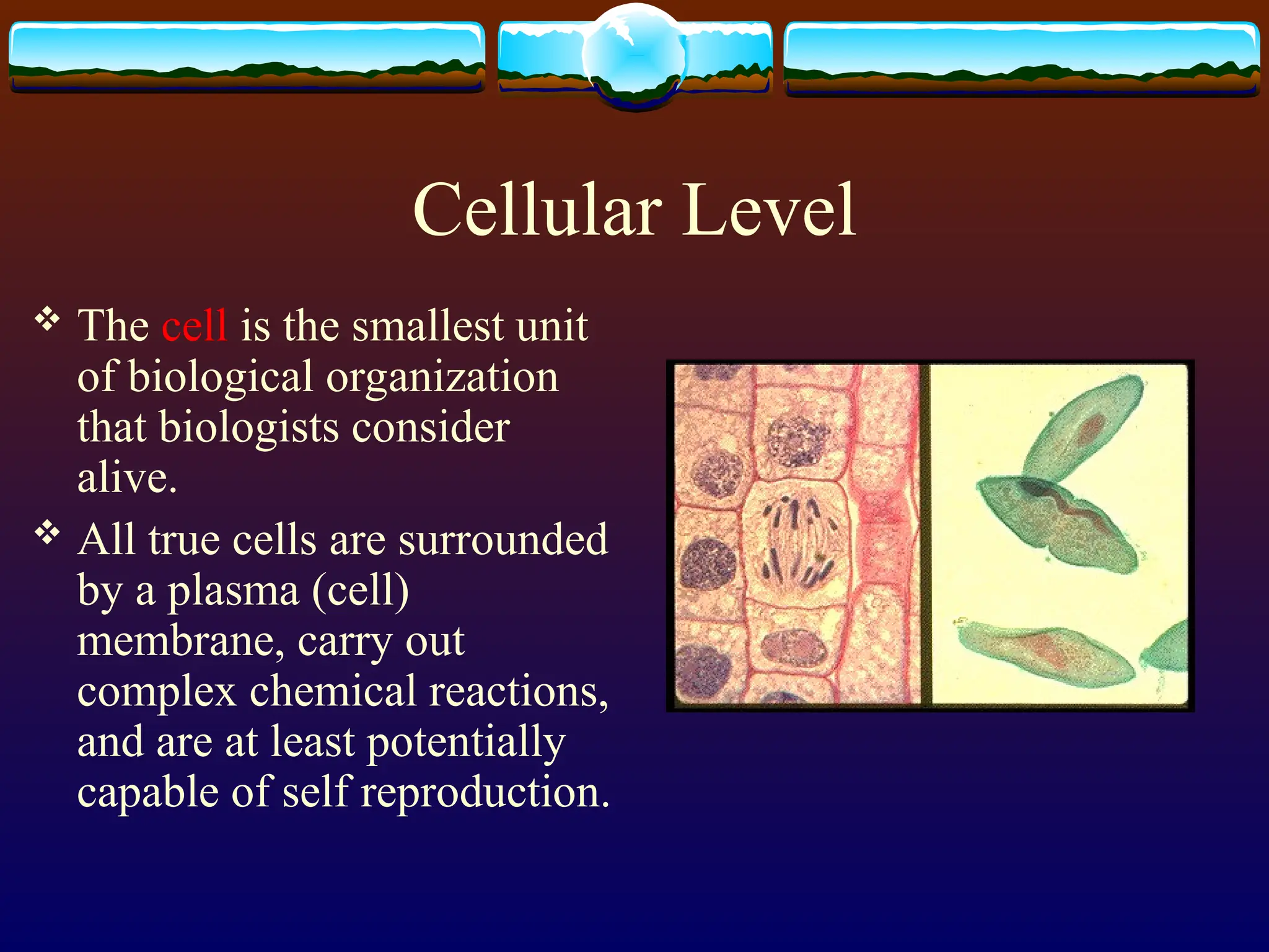 Cellular Level
 The cell is the smallest unit
of biological organization
that biologists consider
alive.
 All true cells are surrounded
by a plasma (cell)
membrane, carry out
complex chemical reactions,
and are at least potentially
capable of self reproduction.
 
