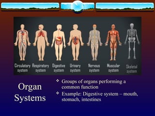 Group Organs levels of biological organization....ppt