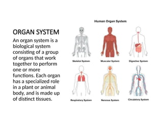 LEVELS OF BIOLOGICAL ORGANIZATION - SCIENCE.pptx