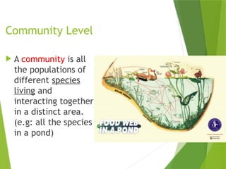 Levels of biological organization...pptx