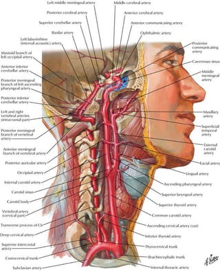 Levels of cervical lymph nodes