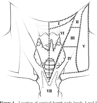 Levels of cervical lymph nodes