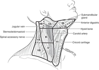 Levels of cervical lymph nodes