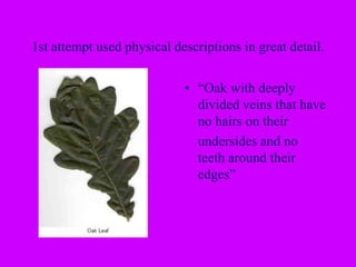1st attempt used physical descriptions in great detail.
• “Oak with deeply
divided veins that have
no hairs on their
undersides and no
teeth around their
edges”
 
